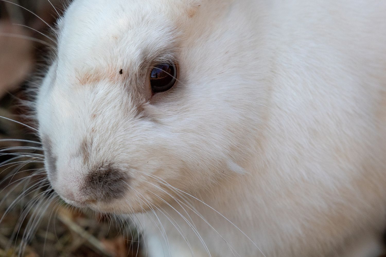 野生化しているウサギ 福ミミ写真部