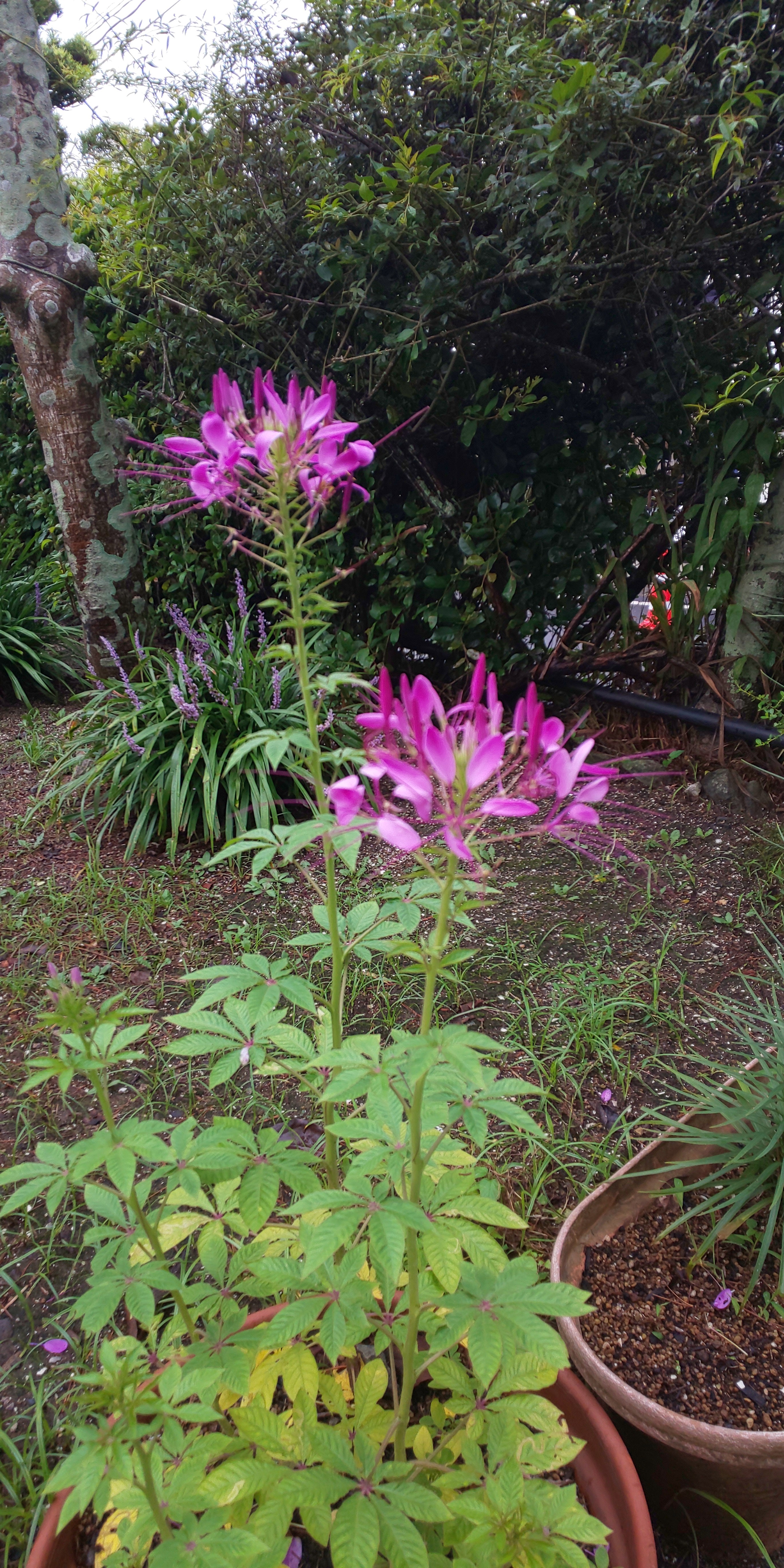 おいらん草 福ミミ写真部