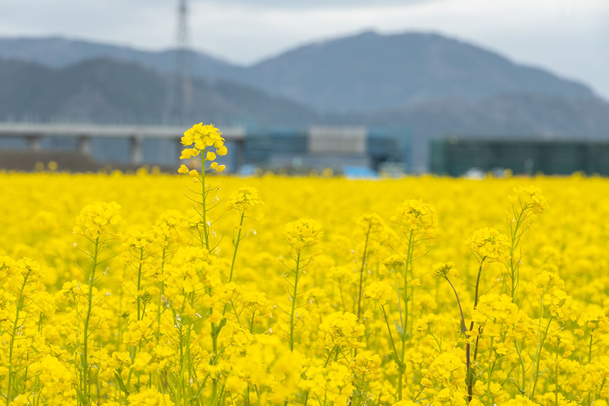 菜の花畑 福ミミ写真部