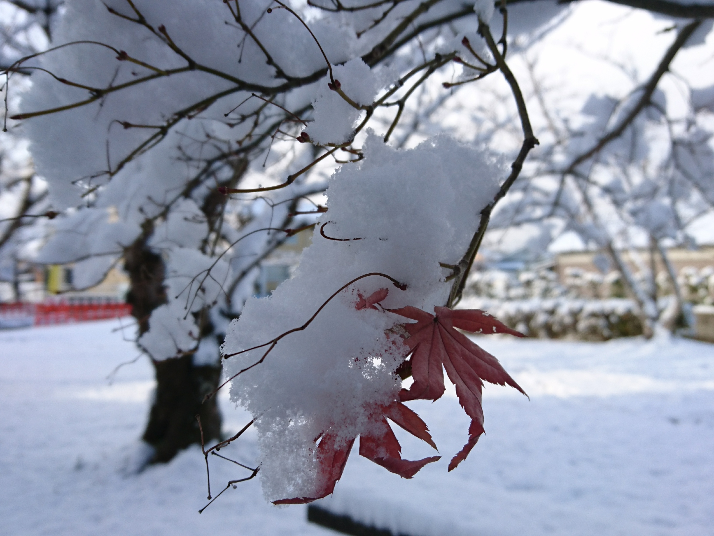 珍しい雪の風景 福ミミ写真部