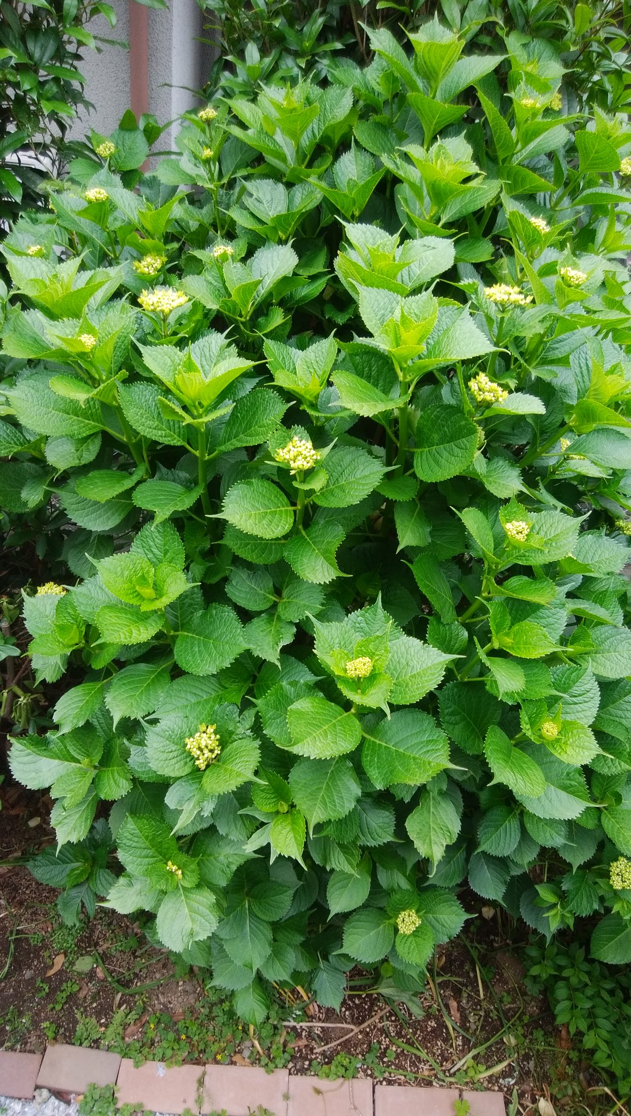 紫陽花の蕾 福ミミ写真部