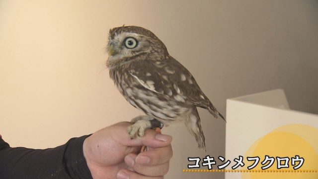 ９月１７日 キュートなペットサロン からふる