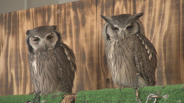 ９月１７日 キュートなペットサロン からふる
