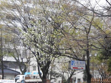 2013-3-13-sakura-1.jpg