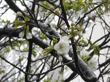 2013-3-13-sakura-2.jpg