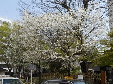 2013-3-19-sakura-1.jpg