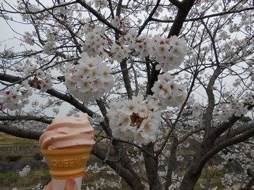 2013-3-24-sakura-3.jpg