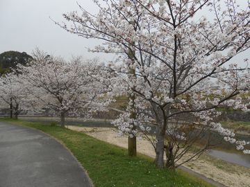 2013-3-24-sakura-4.jpg