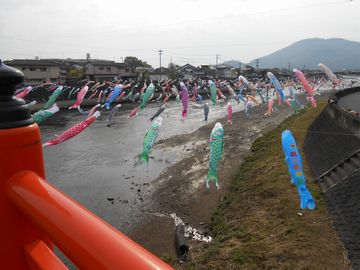 2013-4-15-koinobori.jpg