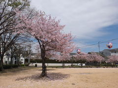 DSCF0085sakura.jpg