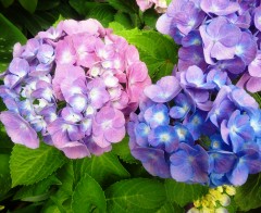 ajisai130527.JPG