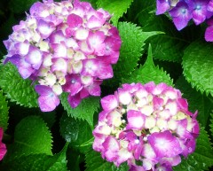 ajisai130605.JPG