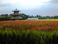 akagome08307.jpg