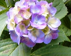 hana0524.jpg
