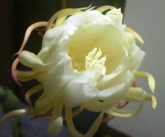 hana10806.jpg