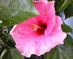 hana120809.jpg