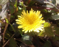 hana130221.JPG