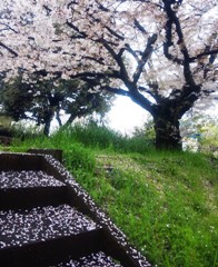 hana130327.JPG