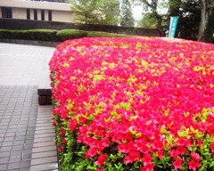 hana130404.JPG