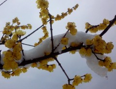 hana140214.JPG