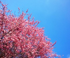 hana1402203.JPG