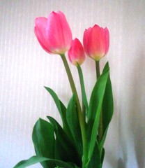 hana2130311.JPG