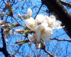 hana2130314.JPG