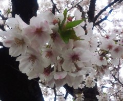 hana2130327.JPG