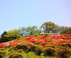 hana2130415.JPG