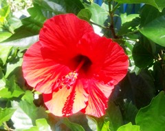 hana2130718.JPG