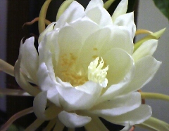hana30806.jpg