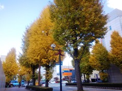 ichou1311265.JPG