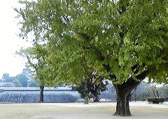 ichou21117.jpg