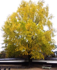 ichou2131115.JPG