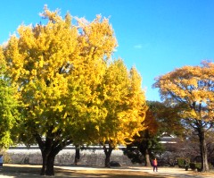 kouyou121119.JPG