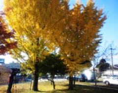 kouyou121121.JPG
