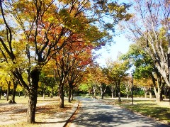 kouyou131106.JPG