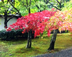 kouyou131115.JPG