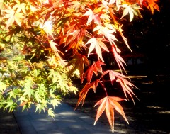 kouyou2121115.JPG