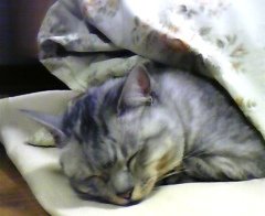 mai0127.jpg