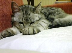 mai0305.jpg