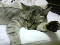 mai0417.jpg