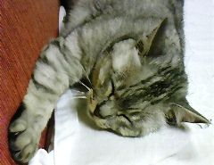 mai0701.jpg