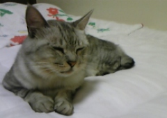mai0906.jpg