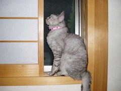 mai0909.jpg