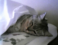mai0922.jpg