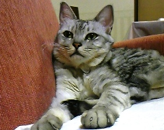 mai1101.jpg