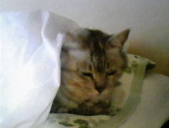 mai121107.jpg