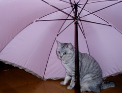 mai130509.jpg