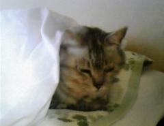maimai120903.jpg